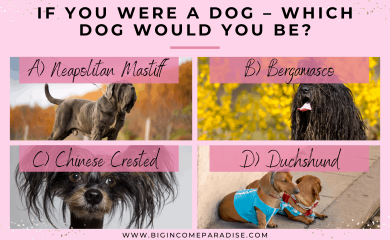 Dogs - Neapolitan Mastiff - Bergamasco - Chinese Crested - Duchshund - poll questions for social media