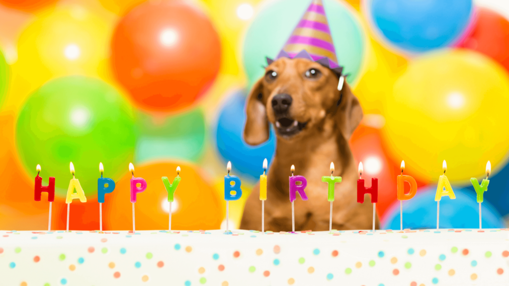 Dogust 1st Universal Birthday for Shelter Dogs
